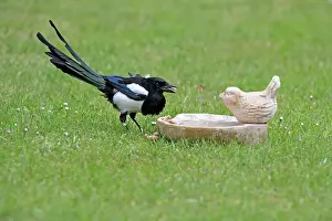 Magpies: Common Magpie - drinking from birdbath on lawn Island