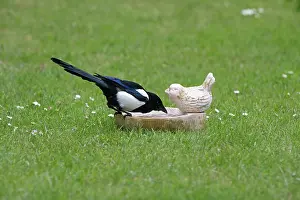 Magpies: Common Magpie - drinking from birdbath on lawn Island