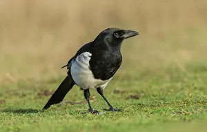 Magpie: Common magpie, Pica pica, feeding and foraging i