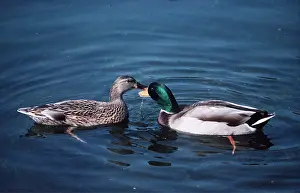 Greeting: Common MALLARD Ducks, male & female pair on water