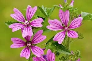Mallows: Common Mallow - in flower