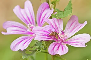 Mallows: Common Mallow - in flower