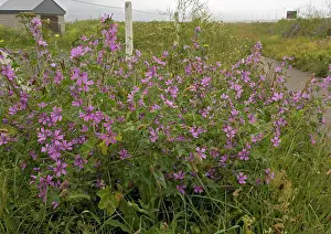 Mallows: Common Mallow - on roadside verge