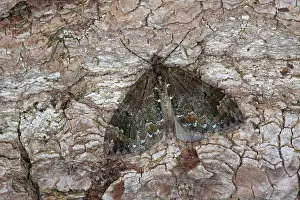 Truncata: Common Marbled Carpet