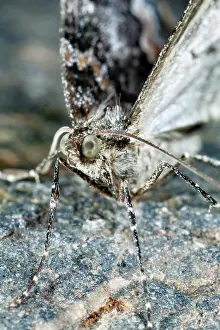 Marbled: Common Marbled Carpet
