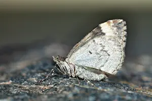 Marbled: Common Marbled Carpet