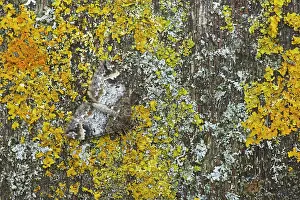 Truncata: Common Marbled Carpet - Camouflaged against lichen