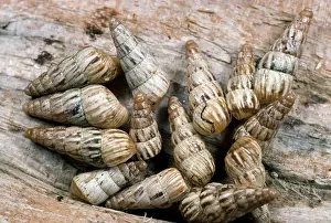 Spirals: Common Maritime Snails - on driftwood