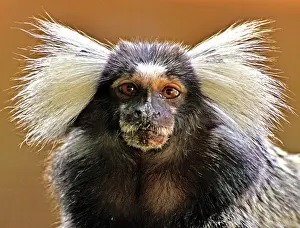 Callithrix: Common Marmoset