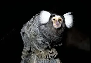 Balancing: COMMON MARMOSET - on balancing on perch