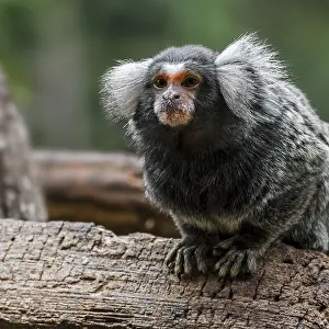 Company: Common marmoset (Callithrix jacchus) in tree, native