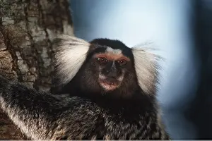 Hairstyles: Common MARMOSET - close-up of head