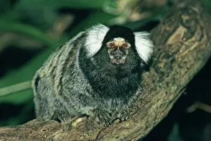 Callithrix: Common Marmoset - portrait