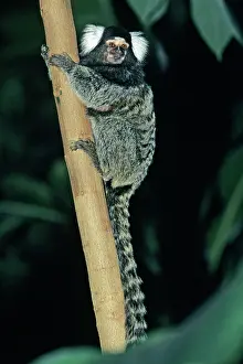 Callithrix: Common Marmoset - sittting on stem