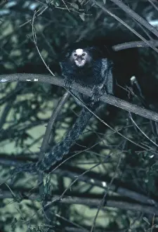 Martin Beames: Common MARMOSET - in tree