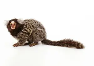 Callithrix: Common MARMOSET - side view, studio