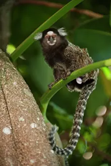 Tufted: Common Marmoset or White-tufted-ear Marmoset
