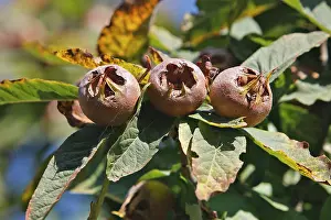 Medlar: Common Medlar