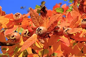 Medlar: Common Medlar - eat after the first frost when