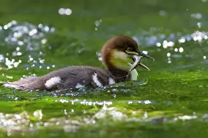 Ducklings: Common Merganser