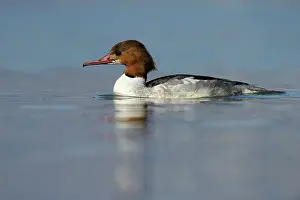 Mergus: Common Merganser