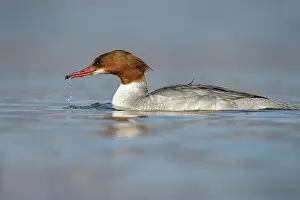 Mergus: Common Merganser