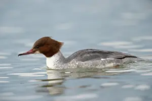 Mergus: Common Merganser