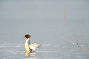 Mergus: Common Merganser