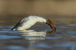 Increasing: Common Merganser