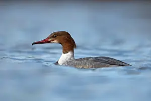 Mergus: Common Merganser
