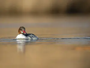 Mergus: Common Merganser