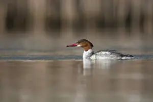 Mergus: Common Merganser