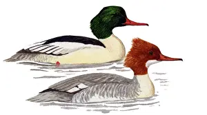 Mergus: Common Merganser