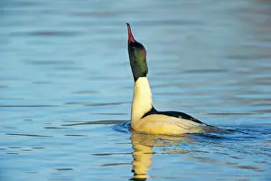 Mergus: Common Merganser