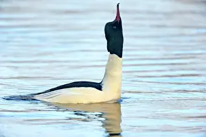 Mergus: Common Merganser