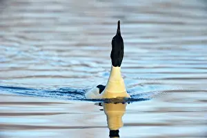 Mergus: Common Merganser