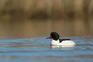 Increasing: Common Merganser