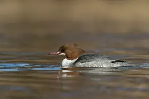 Increasing: Common Merganser