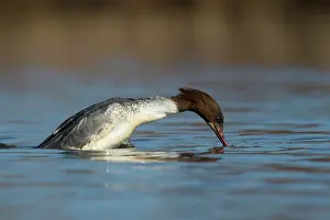 Increasing: Common Merganser