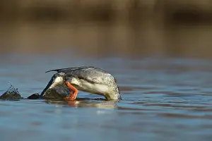 Increasing: Common Merganser