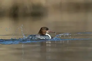 Increasing: Common Merganser