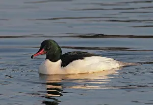 Mergus: Common Merganser