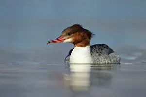 Mergus: Common Merganser