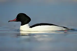 Mergus: Common Merganser