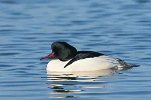 Mergus: Common Merganser - adult drake - Germany