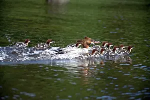 Ducklings: Common Merganser and ducklings