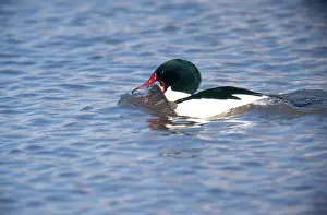 Carp: Common Merganser Eating Fish