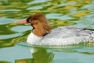Mergus: Common Merganser female