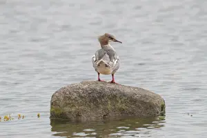 Goosander: Common Merganser female