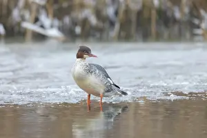 Goosander: Common Merganser female